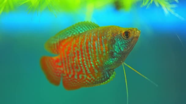 Dwarf Gourami Colisa Lalia Small Brightly Colored Freshwater Fish Peaceful — Stock video