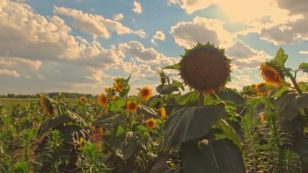 Великі Жовті Соняшники Цвітуть Фермі Влітку Перед Збиранням Врожаю Сільськогосподарське — стокове відео