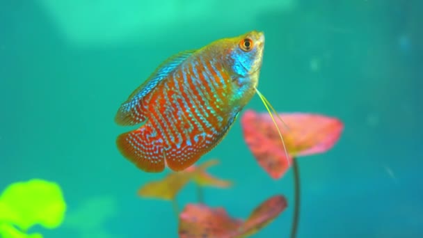 Dwarf Gourami Fish Trichogaster Lalius Male Specimen Red Orange Stripes — 비디오