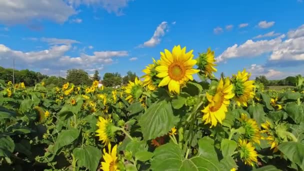 ひまわり畑の中 青空と雲と黄色の開花ひまわりや夏の風景 農場は観光客や観光客に開放されています 収穫期と感謝祭 — ストック動画