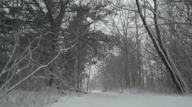 Heavy snowfall in the forest path. Snowstorm landscape with falling snow at pine trees valley and hike trail during heavy snow storm at winter. Dense snow through heavy snow way while hiking.
