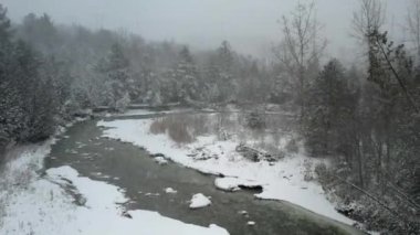 Winter snow storm in the forest. Coniferous forest during severe snow storm in Canada. Epic strong wind and snow at wintertime. Beautiful nature background.