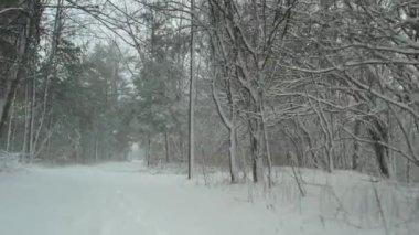 Heavy snow storm at hiking trail, blizzard in the forest path. Snowflakes falling down in the pine trees at winter on the road for walking. Nature weather scenery background during severe snowstorm.