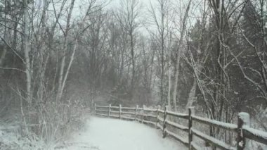 Winter snow storm in the forest hiking trail. Coniferous forest during severe snow storm in Canada. Epic strong wind and snow at wintertime. Beautiful nature background path.