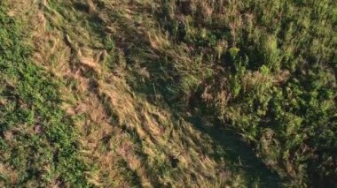 View of not mowed lawn, grass cutting service and gardening concept. View of lawn with wild green grass in the backyard. Meadow or private house yard, seasonal grass trimming needed.