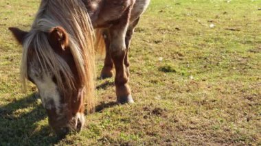 Şirin Shetland Midillisi akşam vakti kırsal kesimdeki aile çiftliğinde çayırda otluyor. Kanada 'nın en popüler midillilerinden biri. Küçük at ve dost canlısı hayvan..