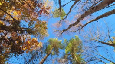 Colourful autumn trees with orange and yellow leaves. Looking up view through the fall foliage in the forest. Trees golden leaves wide view.