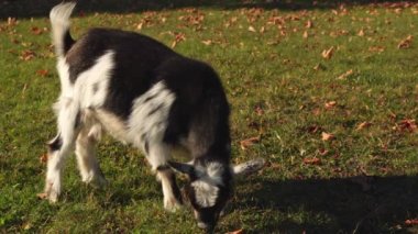Cute small goat at the family farm at golden hour. Friendly home pet or Pygmy goat breed. Little goat companion animal. Goat at the green meadow in the evening.