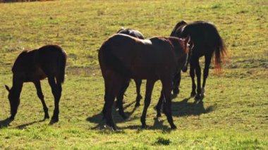 Horses feeding of grass at rural farm pasture. Brown mixed horses walking on a green meadow and eat. Domestic farming, home animal grazing in green fields at sunny Autumn day.