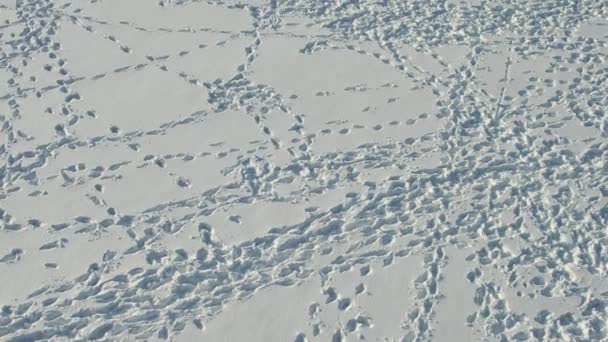 Huellas Humanas Nieve Bajo Vista Del Atardecer Movimiento Lento Flotante — Vídeo de stock