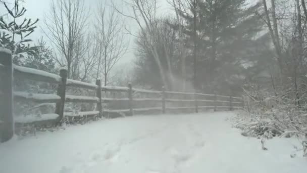 Silný Sníh Lesní Cestě Sněhová Bouře Krajina Padajícím Sněhem Údolí — Stock video