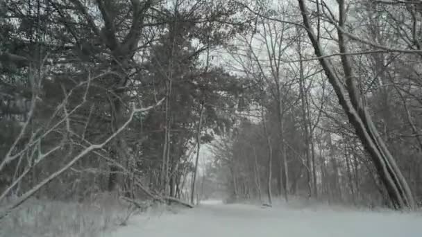Сильный Снегопад Лесной Тропе Снежная Буря Падающим Снегом Долине Сосен — стоковое видео