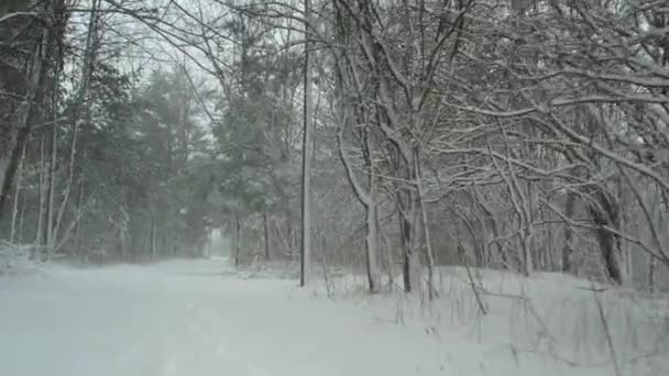 Silná Sněhová Bouře Turistické Stezce Vánice Lesní Cestě Sněhové Vločky — Stock video