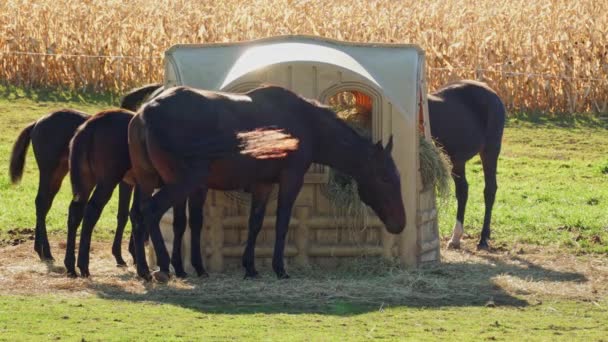 Εκτροφή Αλόγων Βόσκει Στο Πράσινο Λιβάδι Φθινόπωρο Καφέ Άλογα Τρώνε — Αρχείο Βίντεο