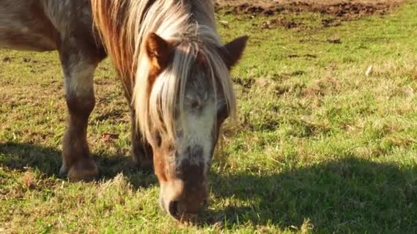 Shetland Pony Pastando Prado Verde Por Noche Los Ponis Son — Vídeos de Stock