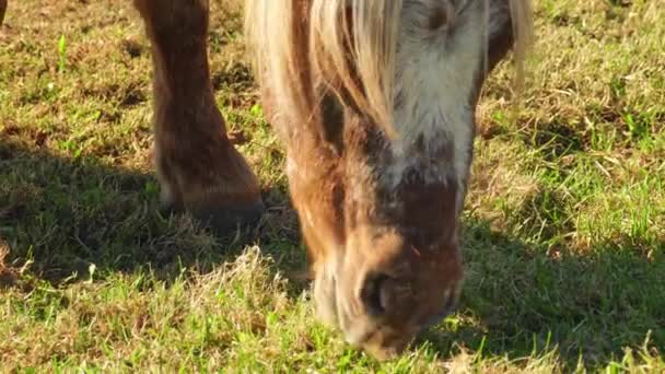 夕方には緑の牧草地でシェトランドポニーの放牧 ポニーは大きさが小さい馬の一種である 彼らの友好的な性格で知られる 田舎の牧草地と国内の農場 — ストック動画