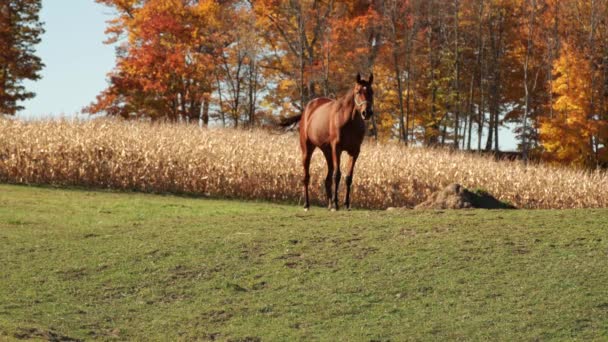 美丽的棕色母马穿过青山的田野 在阳光明媚的秋天里 草原上的马在吃草 加拿大的家畜 — 图库视频影像