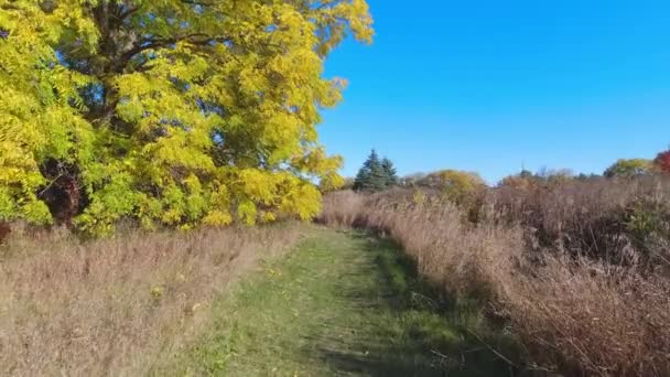 Walking Happy Autumn Day Beautiful Natural Greenery Background Ecology Environmental — Vídeo de Stock