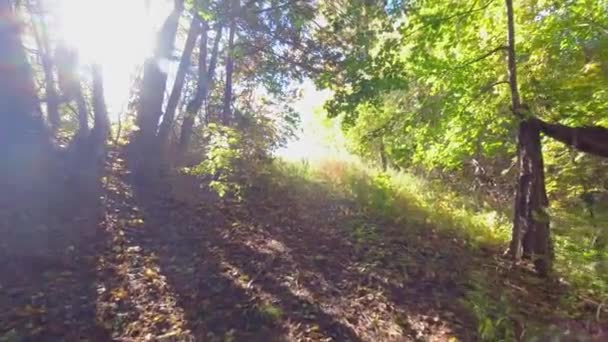 Περπατώντας Την Ευτυχισμένη Φθινοπωρινή Μέρα Όμορφο Φυσικό Πράσινο Φόντο Οικολογία — Αρχείο Βίντεο