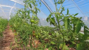 Şehir serasında yetişen taze kırmızı ve yeşil domatesler. Organik sebzelerin incelenmesi çiğ gıdalar. Şehirdeki şehir bahçesinde organik ürün. Sera çiftçiliği ve tarım.
