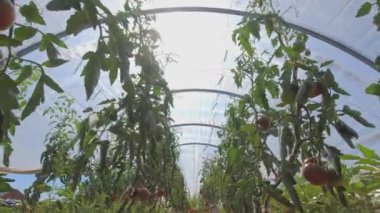 Domates bitkileri şehir bahçesindeki serada yetişiyor. Domates bitkilerinin sağlığı için yürüyüş ve teftiş. Şehir çiftliğinde sırayla dikilmiş yeşil yaprak çalıları. Yaz günlerinde ekin ve tarım yetiştiriyor..