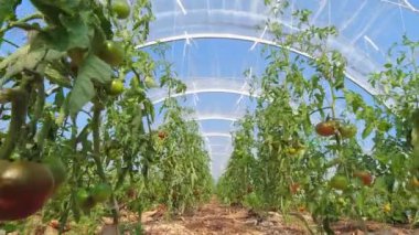 Domates bitkileri şehir bahçesindeki serada yetişiyor. Domates bitkilerinin sağlığı için yürüyüş ve teftiş. Şehir çiftliğinde sırayla dikilmiş yeşil yaprak çalıları. Yaz günlerinde ekin ve tarım yetiştiriyor..