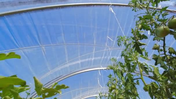 Domates Bitkileri Şehir Bahçesindeki Serada Yetişiyor Domates Bitkilerinin Sağlığı Için — Stok video