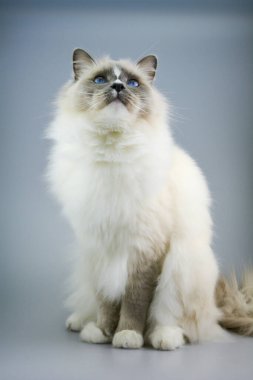 Oyuncak bebek kedi portresi. Şirin ve sevimli genç bir kedi. Genç safkan yetişkin bir oyuncak kedinin stüdyo fotoğrafı..