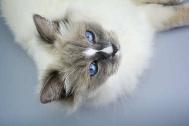 Yavru kedi yavrusu. Safkan kedi kameraya bakıyor. Mavi gözlü tüylü ve tüylü kedi.