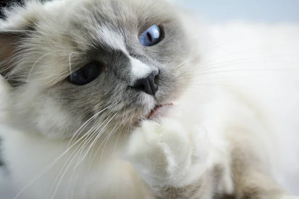 若いラグドール子猫 純血種の猫がカメラを見て足を舐めた 青い目をしたふわふわの猫 — ストック写真