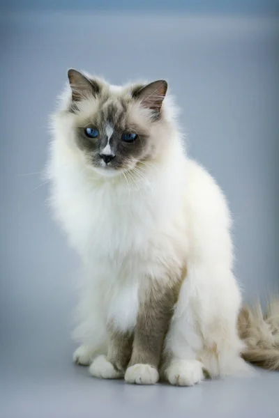 Νεαρό Γατάκι Καθαρόαιμη Γάτα Που Κοιτάζει Την Κάμερα Φουντωτή Και — Φωτογραφία Αρχείου