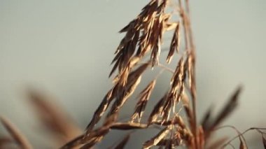 Sarı otlardan, gün batımında dağınık bulutlarda Ontario Gölü yakınlarındaki Toronto gökdeleninin panoramik görüntüsüne odaklan. Toronto silueti sıcak yaz mevsiminde: Toronto, Ontario, Kanada - 12 Temmuz 2022