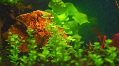 Rotala indica Bonsai su bitkisi akvaryumda yavaş çekim arka planı. Aquascaping ve ekilmiş akvaryum. Karbondioksit baloncuklarının yavaş hareket etmesi akvaryum arka planında yemyeşil halı..