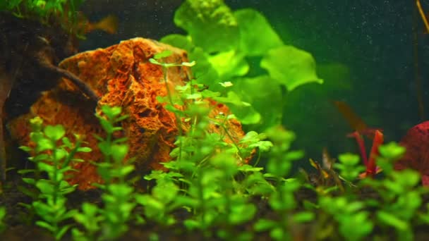 Rotala Indica Bonsai Водное Растение Замедленного Движения Фона Аквариуме Акваскейпинг — стоковое видео