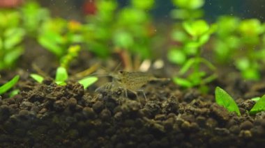 Tatlı su Amano karidesi yavaş çekim makro çekim yapan algleri yiyor. Yosun yiyen ve karides besleyenleri temizleyen. Kapatın. Sukapanı hobisi.