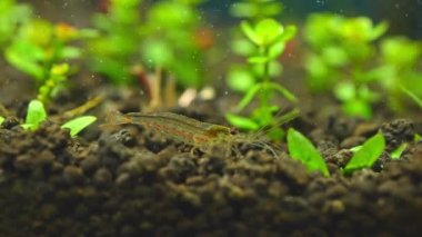 Tatlı su Amano karidesi yavaş çekim makro çekim yapan algleri yiyor. Yosun yiyen ve karides besleyenleri temizleyen. Kapatın. Sukapanı hobisi.