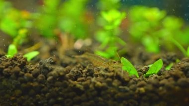 Tatlı su Amino karidesi yavaş çekim makro çekim yapan algleri yiyor. Yosun yiyen ve karides besleyenleri temizleyen. Kapatın. Sukapanı hobisi.