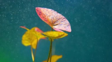 Kızıl Kaplan Lotus ya da Nymphaea Lotus var rubra, su bitkisi zambağı. Karbondioksit baloncuklu akvaryum yavaş çekim. Makro, gölet veya kırmızı yaprakların bataklığı, popüler akvaryum bitkisi..