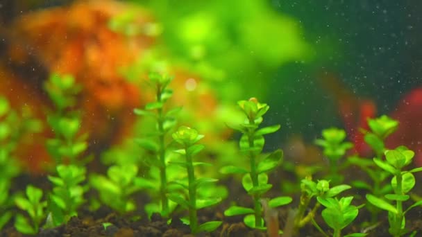 Rotala Indica Bonsai Водное Растение Замедленного Движения Фона Аквариуме Акваскейпинг — стоковое видео