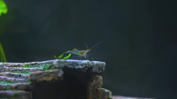 淡水幽霊エビマクロスローモーションショット 不透明なガラスエビの後ろの尾石の上に座って曲がった 藻類食ピノキオエビの飼料 — ストック動画