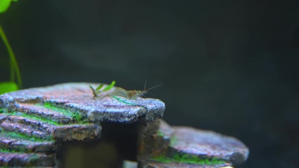 Transparent Glass Ghost Shrimp Sitting Stone Slow Motion Hobbist Fish — Stock Video