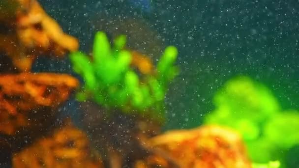 Kohlendioxid Co2 Gasblasen Bepflanzten Aquarium Zeitlupe Hintergrund Wird Fischbecken Verwendet — Stockvideo