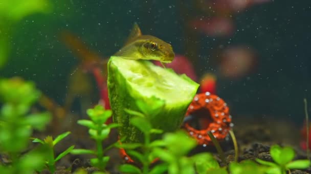 Chinese Algae Eater Catfish Feeding Fresh Cucumber Slow Motion Fish — Stock Video