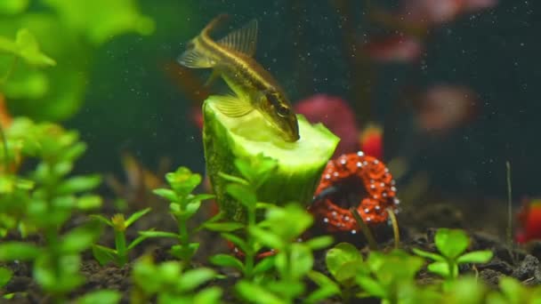 中国的海藻以新鲜黄瓜为食 养鱼的慢动作在家里的业余爱好是种鱼缸 水族馆里可爱的矮人吸盘或羊毛虫 宏观近视慢动作 — 图库视频影像