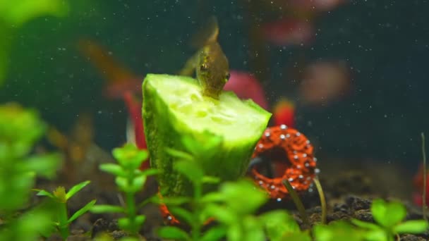 Algas Chinesas Comem Peixe Gato Alimentando Pepino Fresco Movimento Lento — Vídeo de Stock