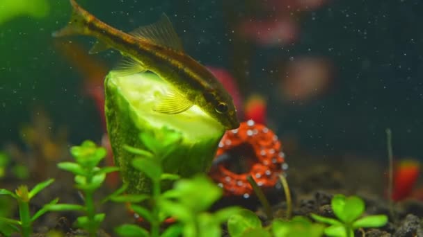 中国の藻類は新鮮なキュウリに魚の餌を食べます ホーム趣味での魚の餌のスローモーションは 魚のタンクを植えた かわいいドワーフの吸盤や水族館のGyrinocheilus Aymonieri マクロクローズスローモーション — ストック動画