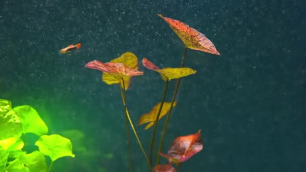Röd Tigerlotus Eller Nymphaea Lotus Var Rubra Vattenlevande Växtnäckros Fisk — Stockvideo