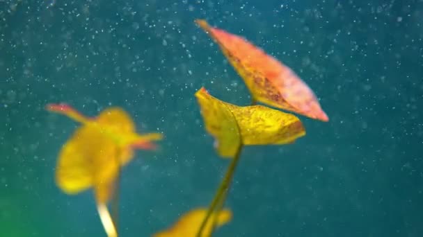 호랑이 로터스 또는니 프하아 로터스 수생식물 물고기 이산화 거품으로 천천히 — 비디오