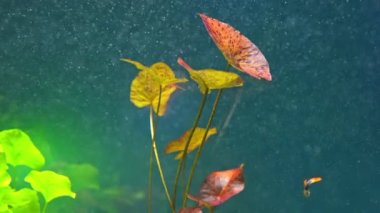 Kızıl Kaplan Lotus ya da Nymphaea Lotus var rubra, su bitkisi zambağı. Karbondioksit baloncuklu akvaryum yavaş çekim. Makro, gölet veya kırmızı yaprakların bataklığı, popüler akvaryum bitkisi..