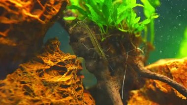 Kızıl Kaplan Lotus ya da Nymphaea Lotus var rubra, su bitkisi zambağı. Karbondioksit baloncuklu akvaryum yavaş çekim. Makro, gölet veya kırmızı yaprakların bataklığı, popüler akvaryum bitkisi..